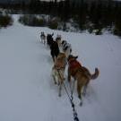 musher