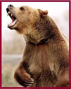 misterbear